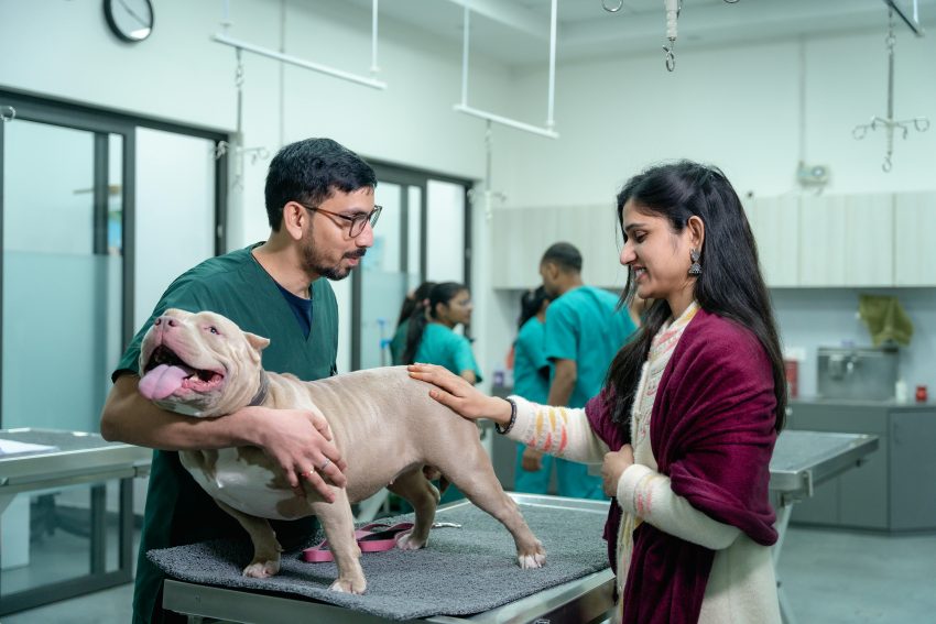 Halloween: Doce ou travessura para animais de companhia?