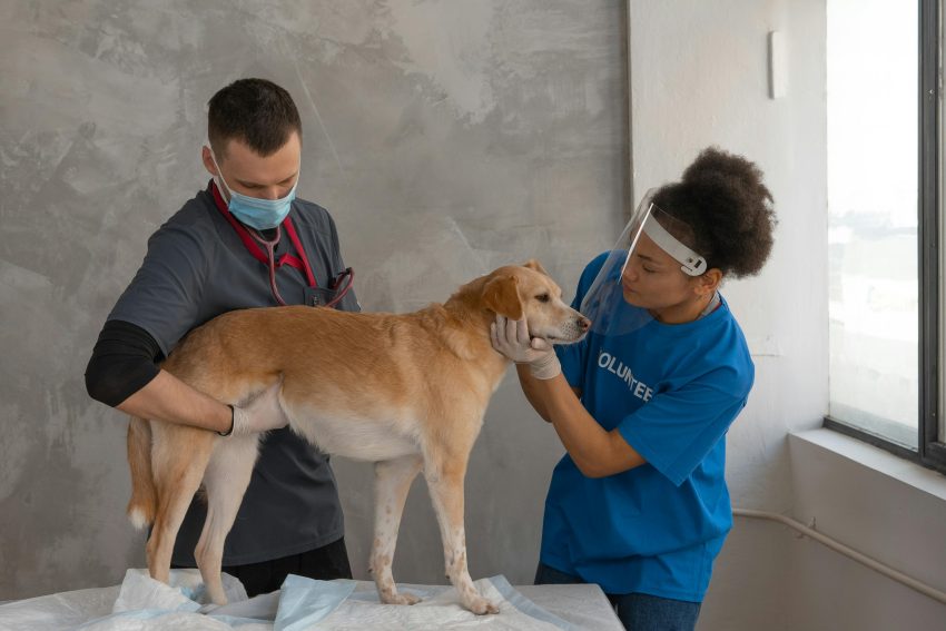 Mudança da hora e chegada do inverno: o impacto no comportamento e bem-estar dos animais de companhia