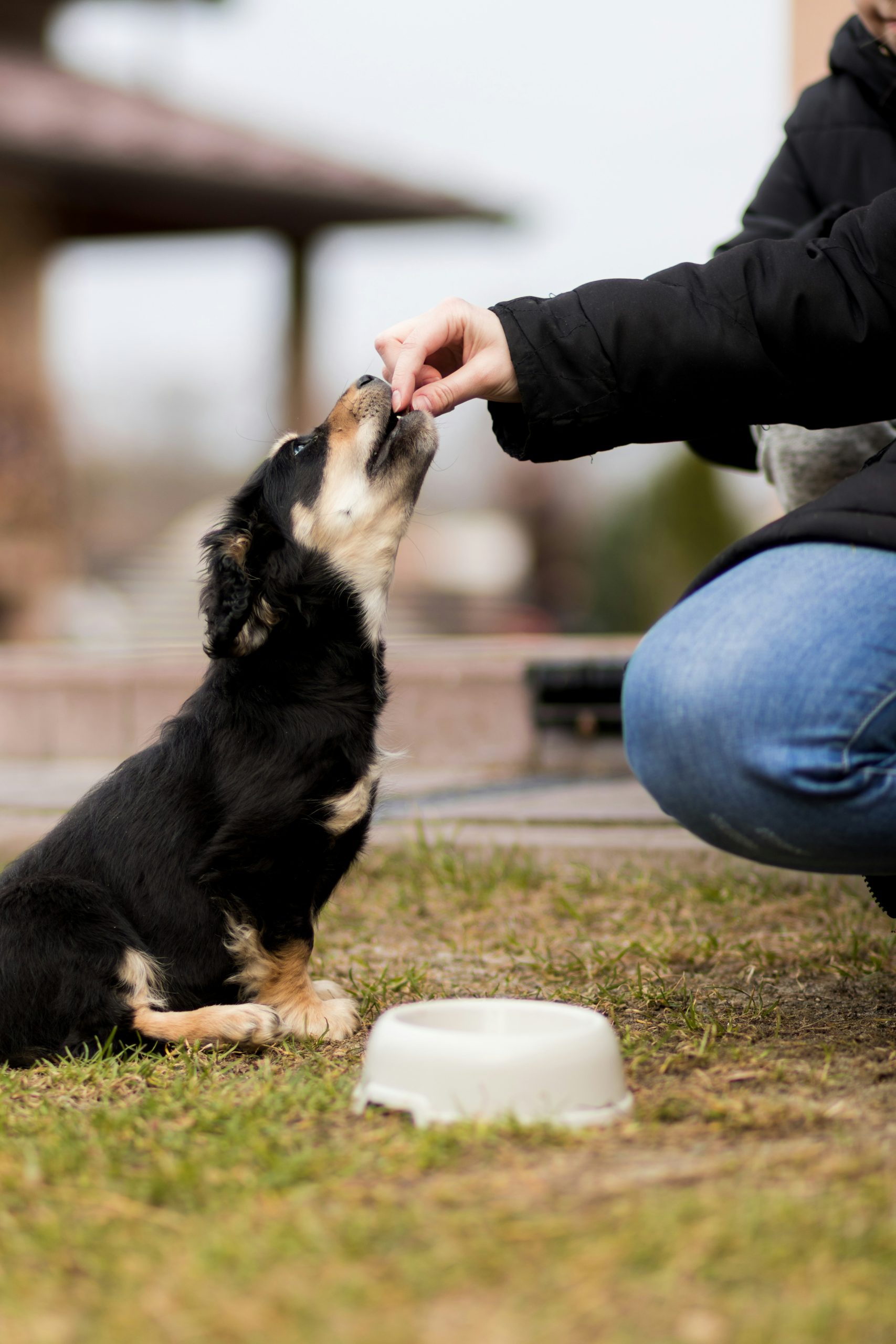 Mais de 40% dos veterinários consultados consideram que os tutores substimam os perigos do excesso de peso nos animais de companhia