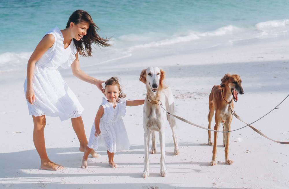  Vai de férias? Saiba como garantir o bem-estar do seu animal de companhia 