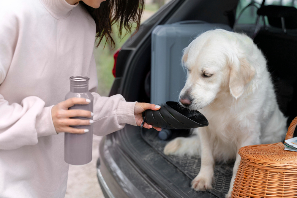  Temperaturas elevadas podem afetar os animais: conheça os sintomas e saiba como evitar