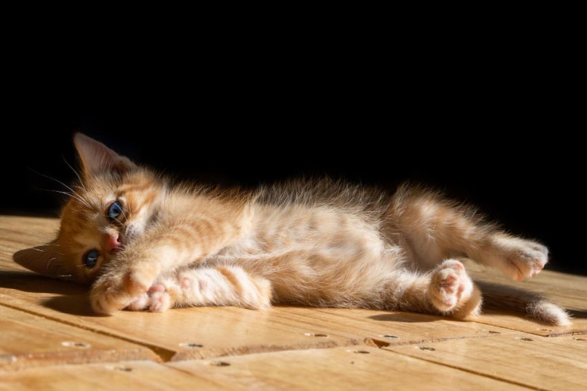 Gatos e o calor – saiba como prevenir e atuar em casos de desidratação