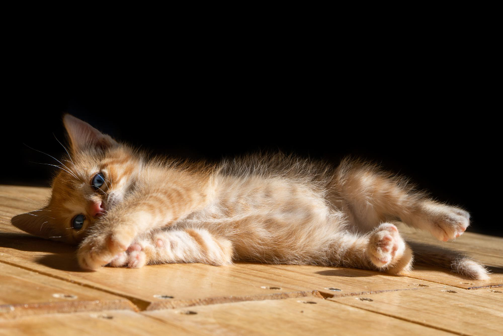 Gatos e o calor – saiba como prevenir e atuar em casos de desidratação