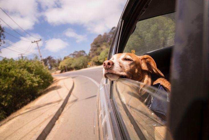 Viagens, calor e mudança de rotina, como manter o seu animal de companhia saudável nas férias de verão