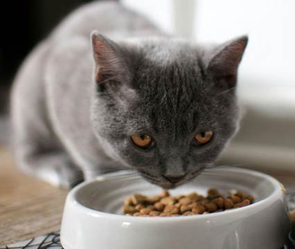 Compreender a sua linguagem e criar um lar à sua medida, são duas das dez chaves para um gato saudável e feliz