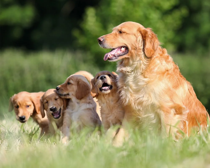 Royal Canin assinala o Dia do Cão destacando a importância da nutrição personalizada ao longo da vida