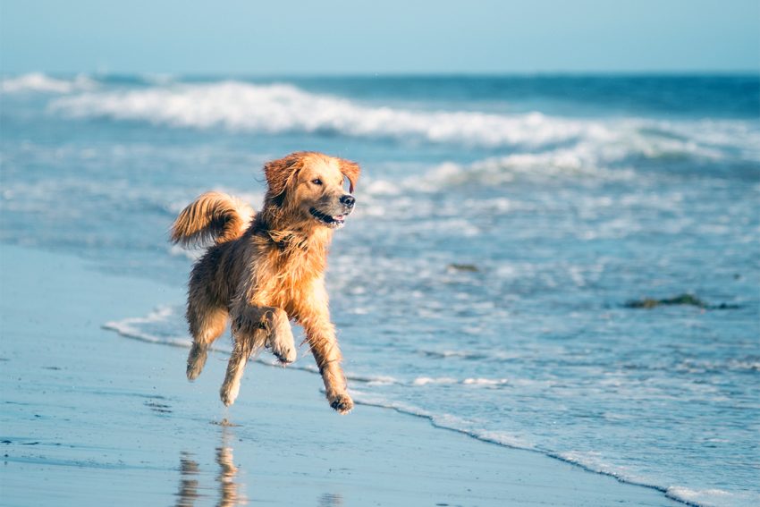 Verão, sol… e praia com o vosso cão!