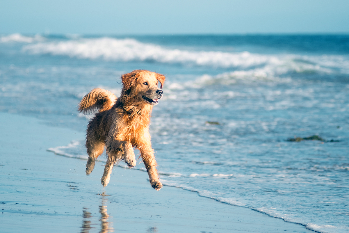 Verão, sol… e praia com o vosso cão!
