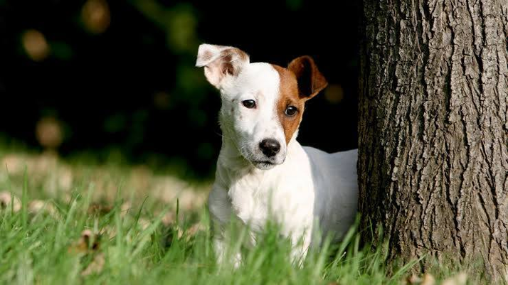Royal Canin alerta para os efeitos das férias nos hábitos alimentares e no excesso de peso dos animais de companhia