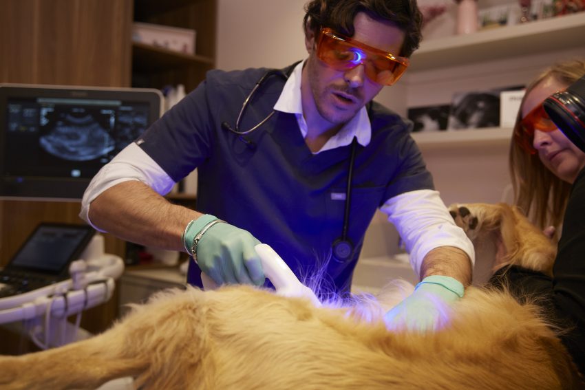 A Vetoquinol atinge os 800 workshops Phovia realizados em clínicas veterinárias de Espanha e Portugal