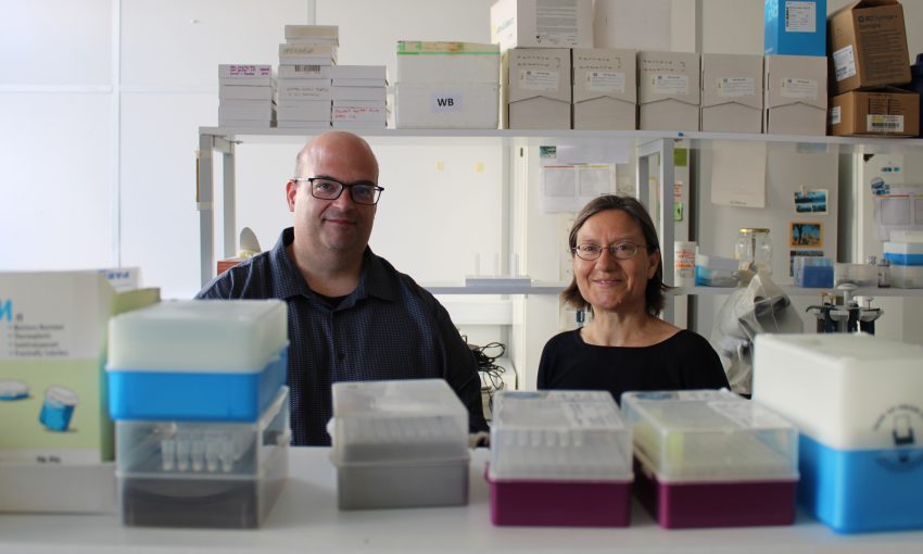 Cientistas descobrem que a inibição de pequenas moléculas acelera a cicatrização de feridas na diabetes