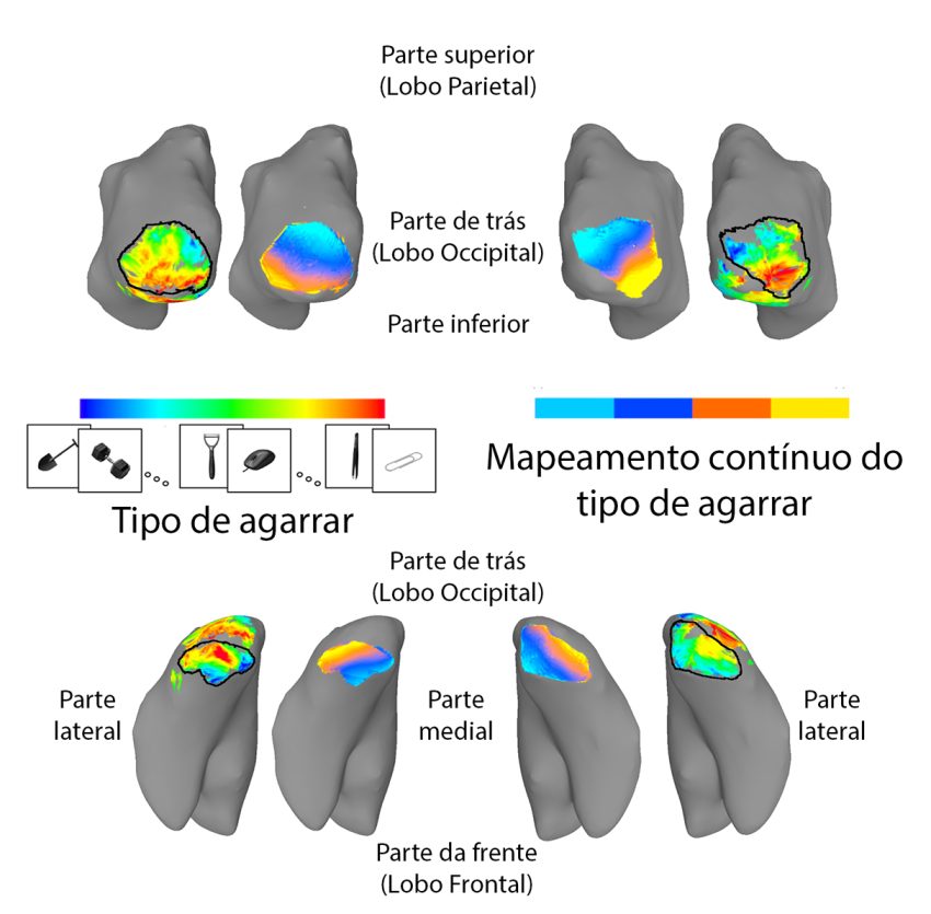 Estudo revela que o cérebro cria “mapas” para organizar informação sobre objetos utilizados no dia a dia