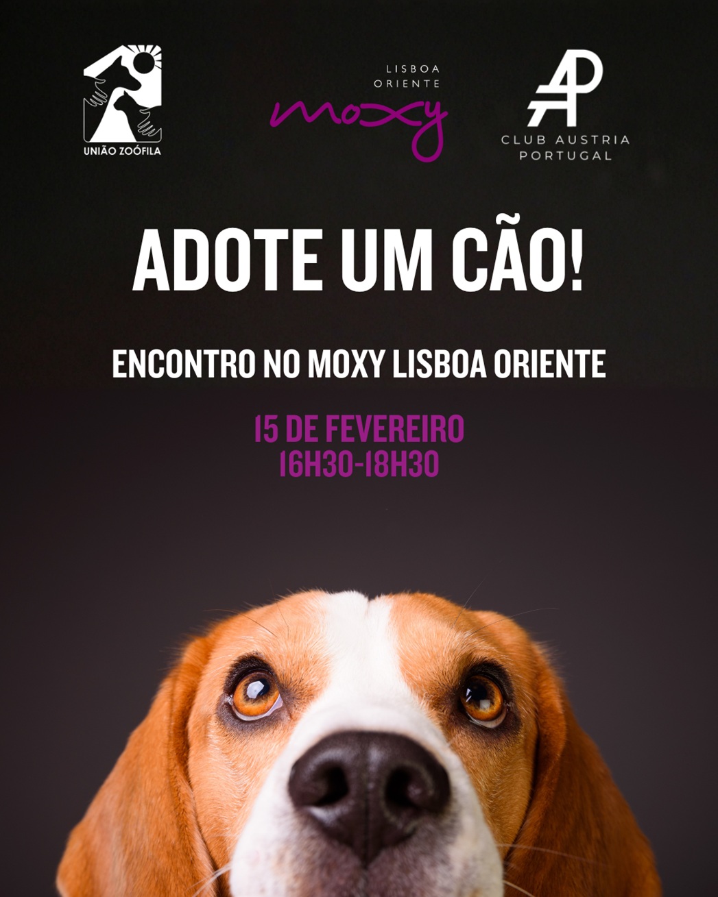 Hotel Moxy Lisboa Oriente promove adoção responsável de mais de 20 cães