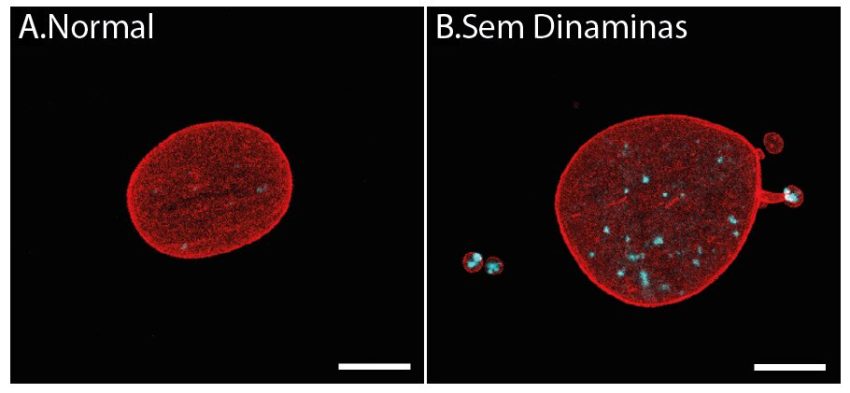 Estudo identifica novo papel das dinaminas na proteção do genoma e prevenção do envelhecimento