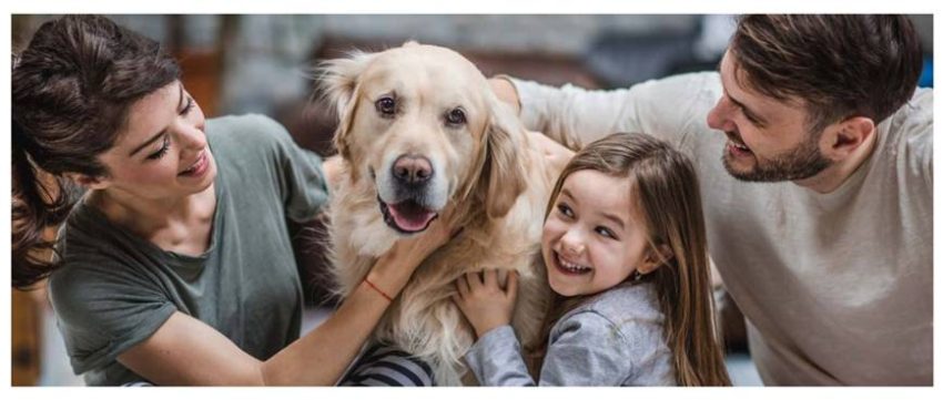 Animais e Saúde Mental os que cuidam sempre de nós