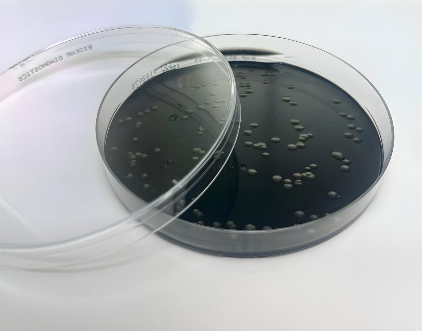 Laboratório de Microbiologia de Águas da FMUC acreditado para análise de ‘Legionella’