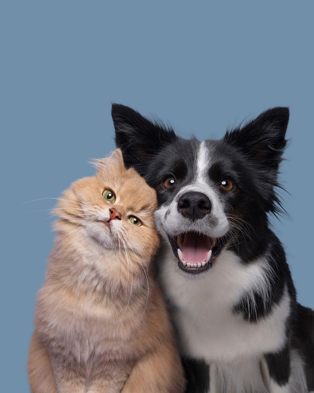 Fumo do tabaco também afeta cães e gatos: exposição passiva pode aumentar risco de doenças respiratórias e oncológicas