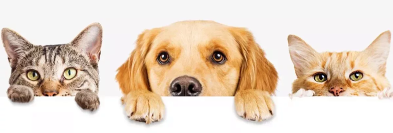 Alergias Alimentares no Seu Animal