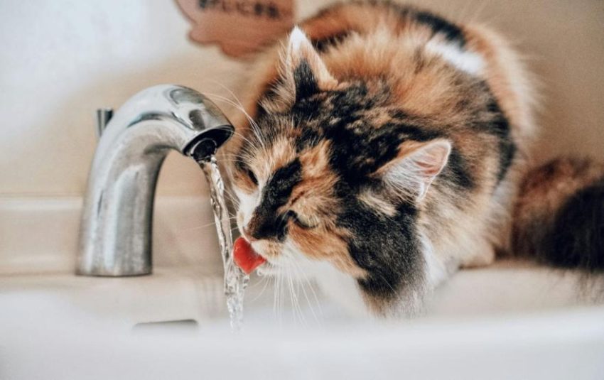 O seu gato bebe água suficiente?