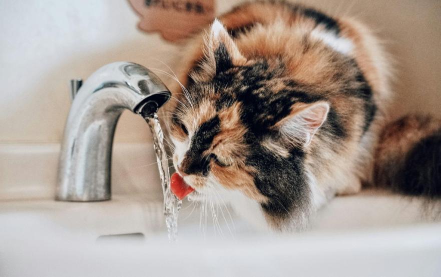 O seu gato bebe água suficiente?