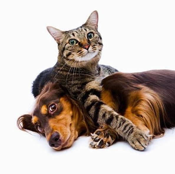 Bem Estar Emocional Do Seu Animal