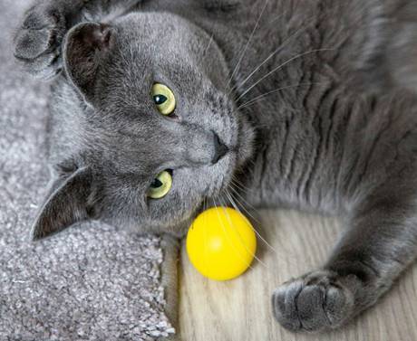 Dia Internacional do Gato