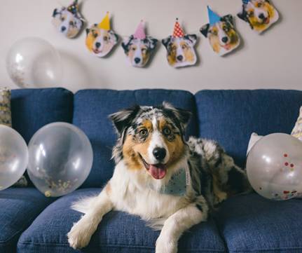 Aniversário dos animais de companhia